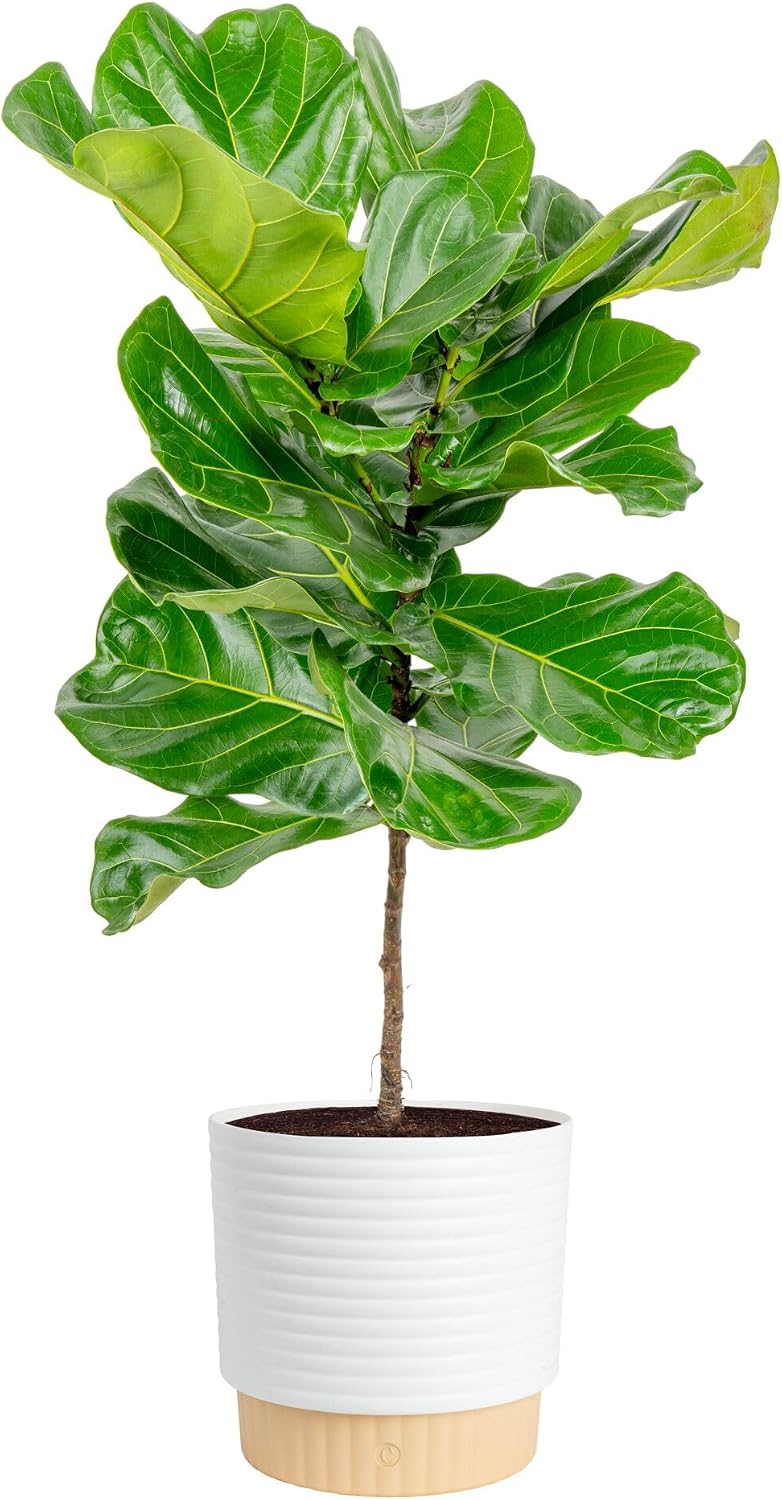 Fiddle Leaf Fig - ต้นมะเดื่อใบฟิดเดิล ต้นไม้ประดับในบ้าน ขนาดใหญ่ สูง 3-4 ฟุต