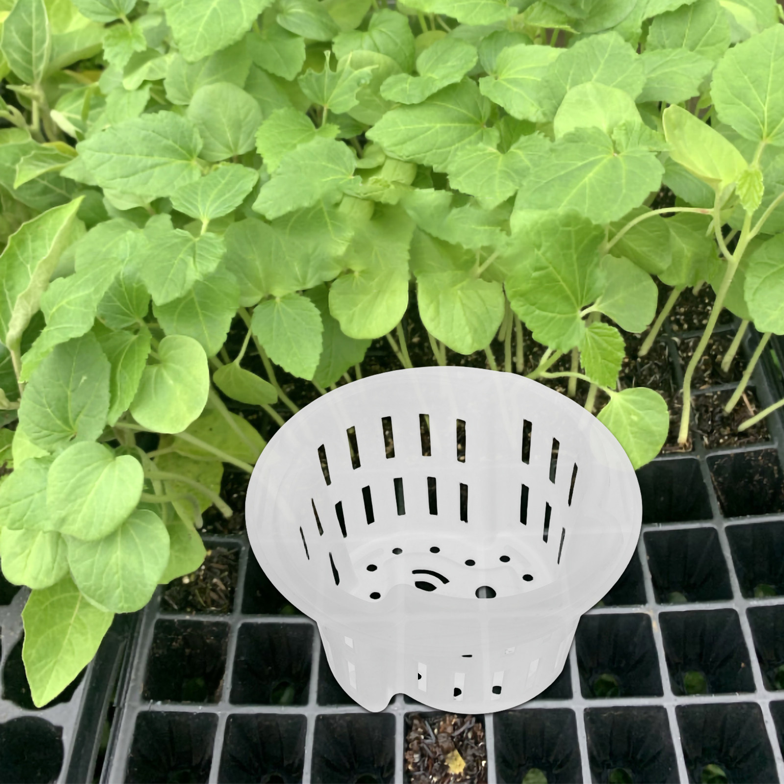 4 ชิ้น กระถางปลูกผักไฮโดรโปนิก - Plant Pot บทวิจารณ์และราคา