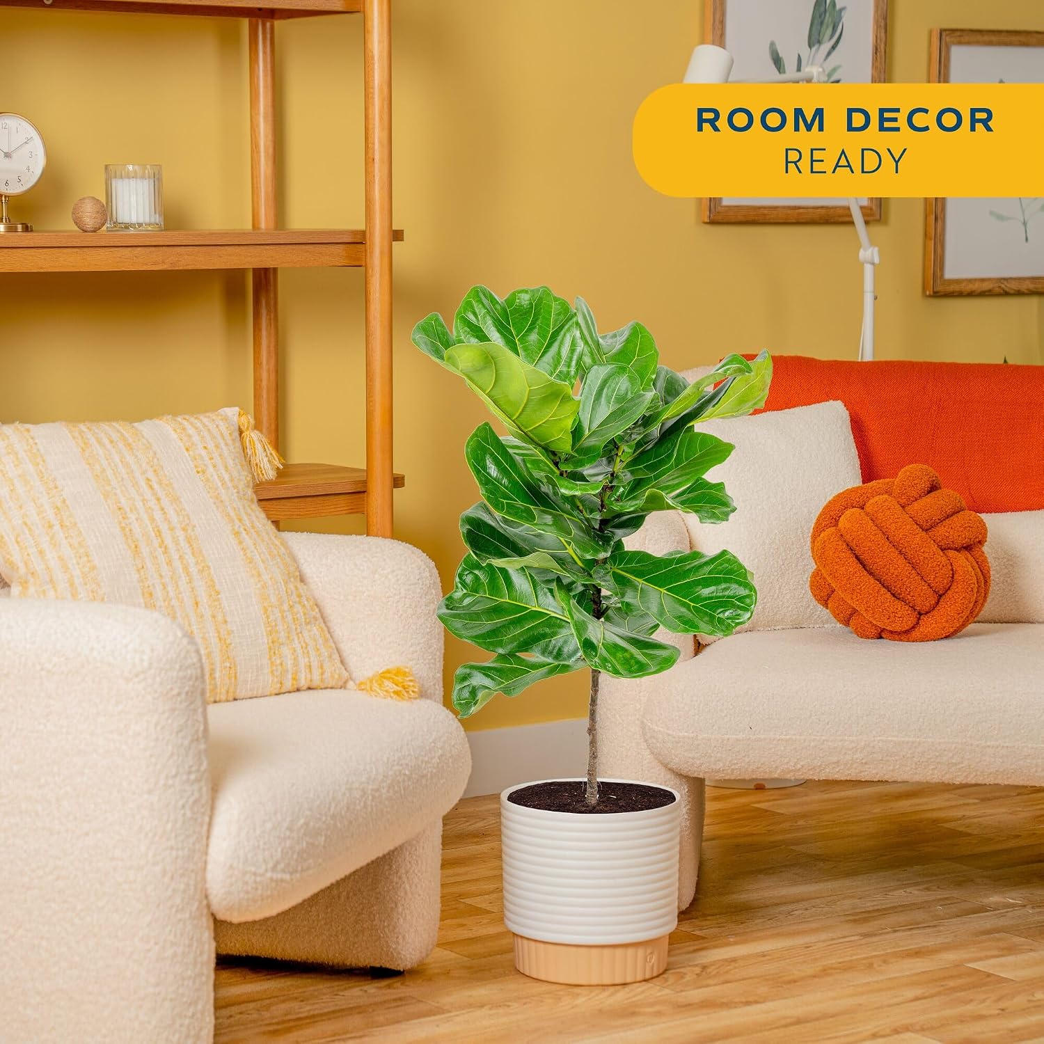 ต้นมะเดื่อใบฟิดเดิล ต้นไม้ประด - Fiddle Leaf Fig บทวิจารณ์และราคา