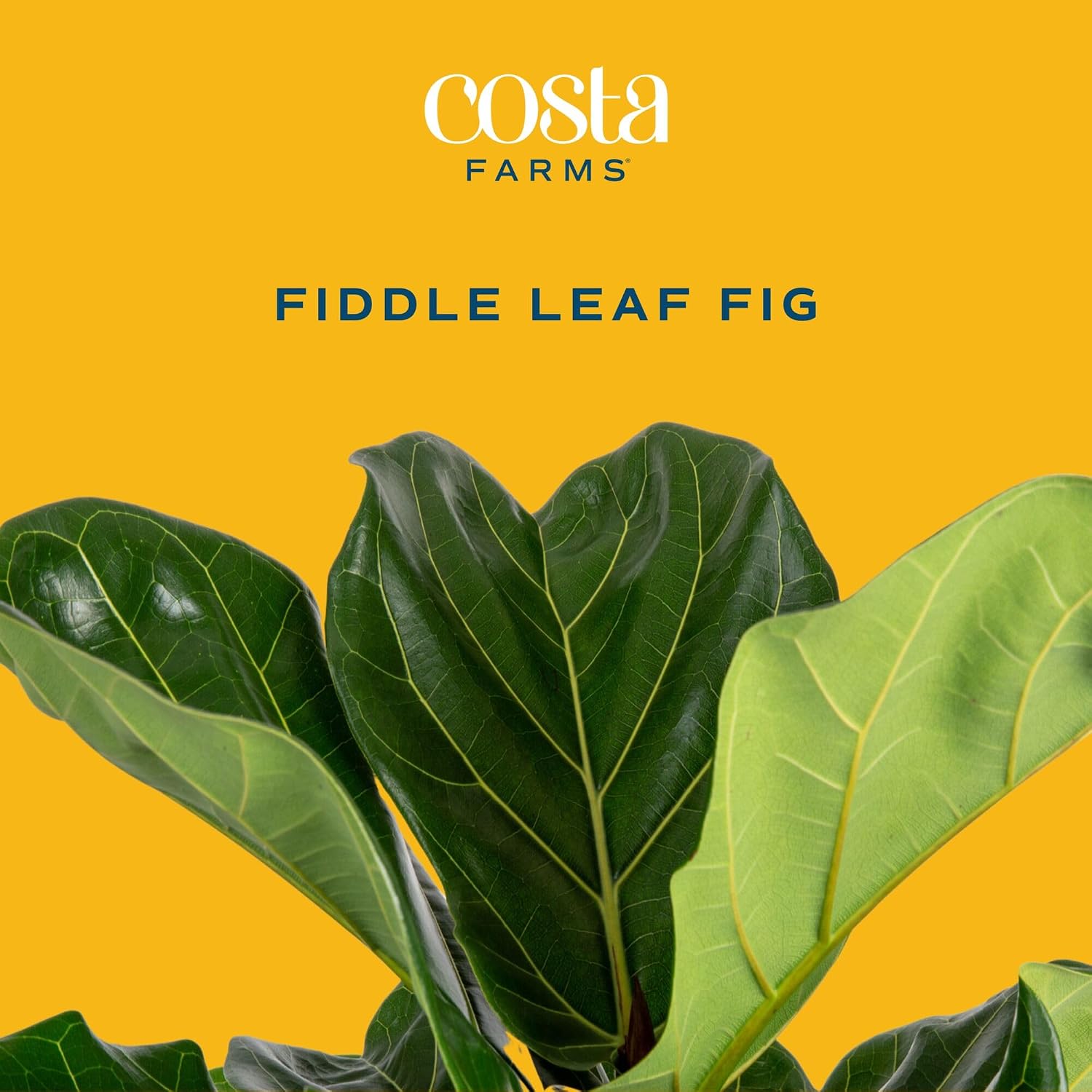 ต้นมะเดื่อใบฟิดเดิล ต้นไม้ประด - Fiddle Leaf Fig บทวิจารณ์และราคา